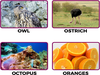 Snapshot Owl Ostrich Octopus Oranges Image